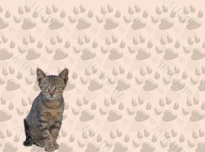 Cat and tracks