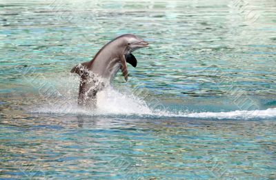 Dolphin jumping