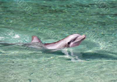Dolphin swimming