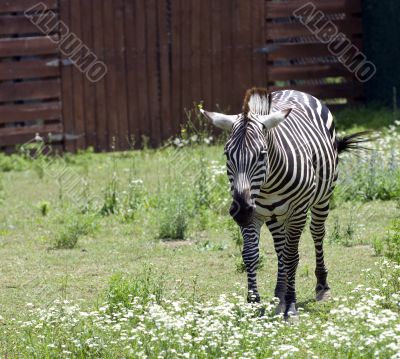 Zebra