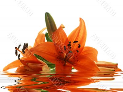 few lilies with reflection