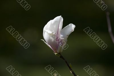 magnolia