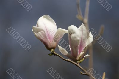 magnolia