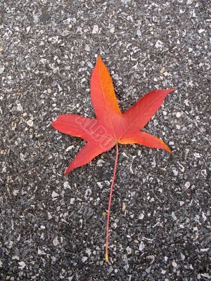 Leaves in fall