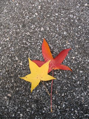Leaves in fall
