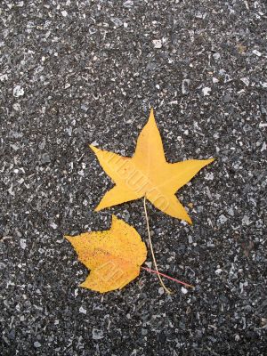 Leaves in fall