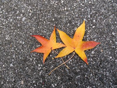 Leaves in fall