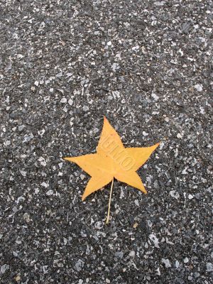 Leaves in fall
