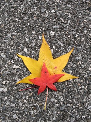 Leaves in fall