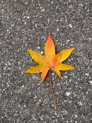 Leaves in fall