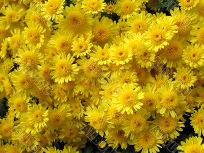 Chrysanthemums