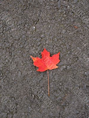Leaves in fall