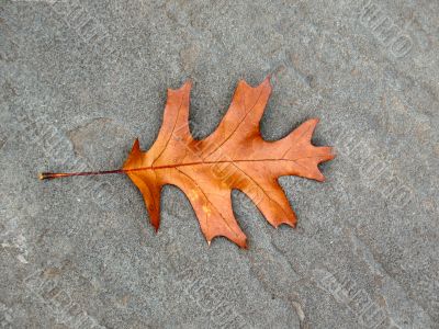 Leaves in fall