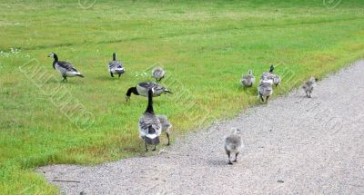 Geese walking in park