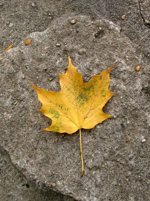 Leaves in fall
