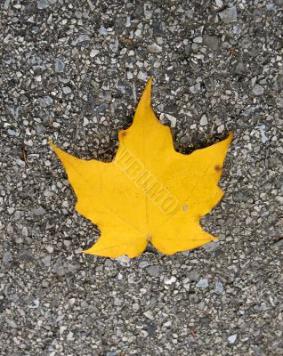 Leaves in fall