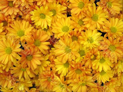 Chrysanthemums