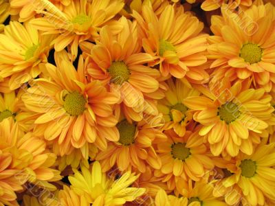 Chrysanthemums