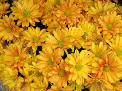 Chrysanthemums