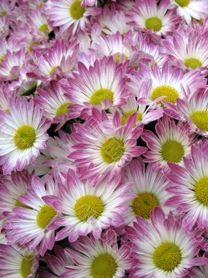 Chrysanthemums