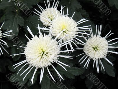 Chrysanthemums
