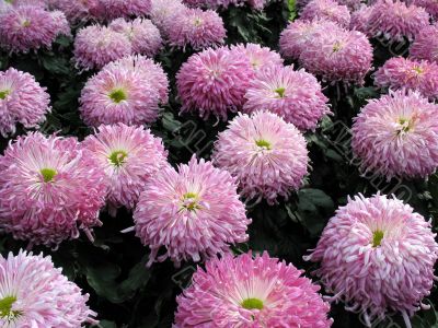 Chrysanthemums