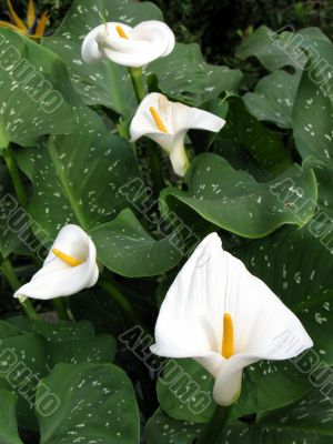 Calla-lily
