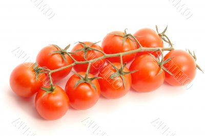group of tomatoes