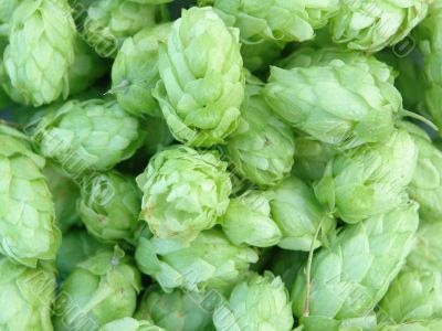 green hops