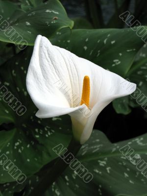 Calla-lily
