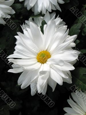 Chrysanthemums