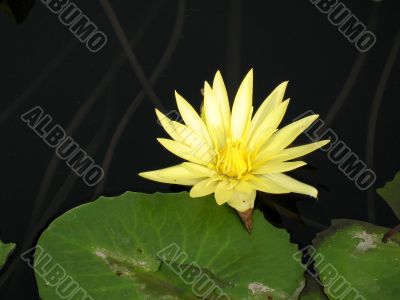Water lily