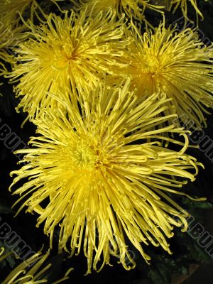 Chrysanthemums