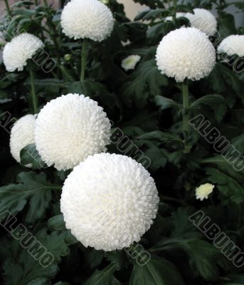 Chrysanthemums
