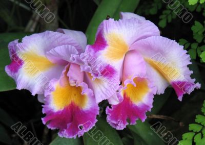 Orchids