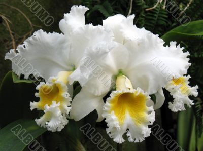 Orchids