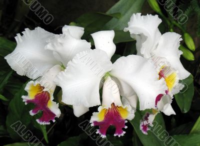 Orchids