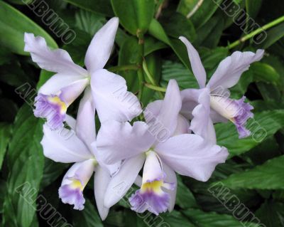Orchids