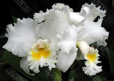 Orchids
