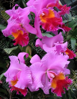Orchids