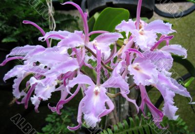 Orchids