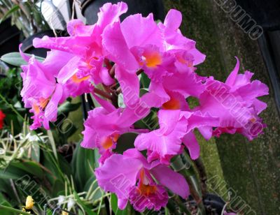 Orchids