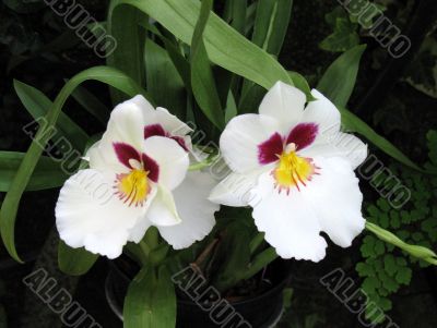 Orchids