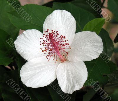 Chinese hibiscus