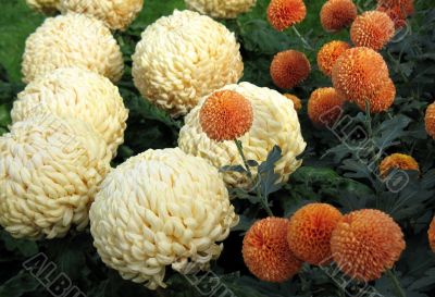 Chrysanthemums