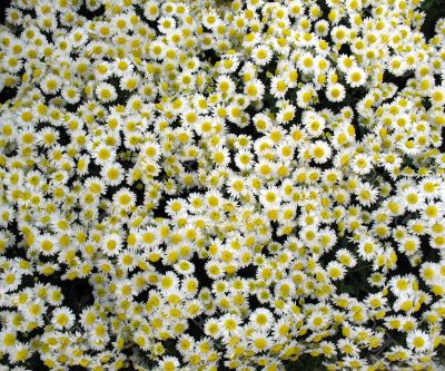 Chrysanthemums