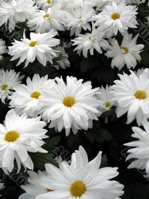 Chrysanthemums