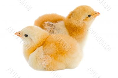 chickens