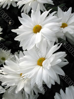 Chrysanthemums