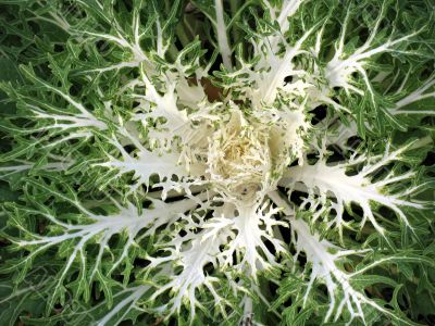 Ornamental kale